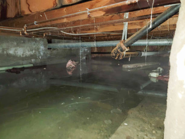 Best Ceiling water damage repair  in Haines City, FL